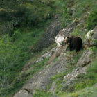 Uno de los osos avistados en la montaña leonesa por la Fundación Oso Pardo.