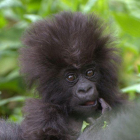 Un gorila de montaña recién nacido, en el Parque Nacional de los Volcanes de Ruanda.