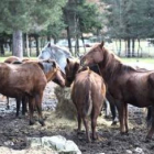 Varios de los caballos de la ganadería de Boñar, ante un paquete de paja, en una fotografía de dicie