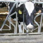 Los pagos asociados suben el volumen de las ayudas al vacuno de leche.