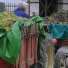 Tractores cargados con uva berciana entrando en una bodega de la comarca, en una imagen de archivo