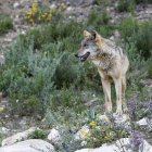 Lobo en semilibertad del centro del lobo ibérico de Castilla y León. MARIAM A. MONTESINOS
