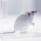 Ratón usado para la investigación en laboratorios.