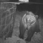 DE CÓMO EL OSO LLEGA Y SE HACE DUEÑO DE LA MIEL DE LA COLMENAUna de las cien cámaras instaladas por el Fapas en el Alto Sil permiten observar el comportamiento de un oso ante uno de los colmenares experimentados instalados, en este caso, en un cortín de S