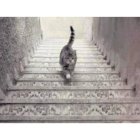 La imagen de la discordia sobre el gato que sube y baja.