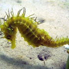 Caballito de mar de la especie Hippocampus guttulatus.
