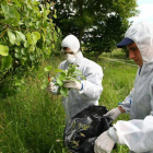 Técnicos de la Junta realizan un tratamiento por el fuego bacteriano