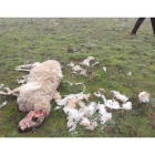El cadáver de una de las ovejas muertas por las fauces del lobo permanecía todavía ayer en la finca del ganadero afectado.