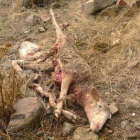 El animal apareció muerto a principios de esta semana.