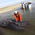 Los ejemplares recién nacidos de ballena gris siamesas, muertas al nacer, en la Laguna Ojo de Liebre, en México.