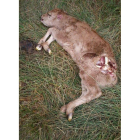 Uno de los terneros muertos por el ataque del oso en Robles.