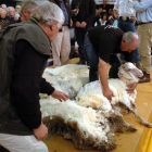 Dos hombres participan en un concurso de esquilado de ovejas merinas en Cromwell, Nueva Zelanda, en el 2004.
