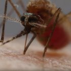 La trompa del mosquito se compone de seis estiletes especializados en diferentes funciones para chuparnos la sangre.