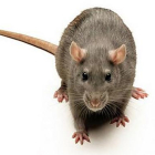Alerta en Londres por la aparición de un nuevo tipo de rata más grande e inmune al veneno.