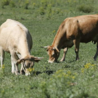 Dos vacas pastan en las inmediaciones del bosque de Hormas, en Riaño. JESÚS F. SALVADORES