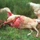 Los ataques a las ovejas y cabras son una constante en la ganadería de la provincia leonesa