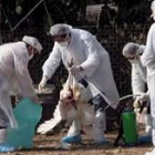 Varios veterinarios examinan a un pavo muerto en la isla griega de Inusa