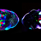 Actividad cortical espontánea al nacer en un ratón (izquierda)  con las ondas bloqueadas. csic-umh