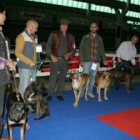 La monográfica de alano español reunió ayer en León a 42 ejemplares de todo el país