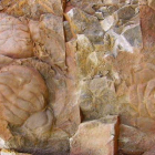 Cabezas de trilobites encontradas en las formaciones rocosas de Barrios de Luna.