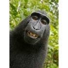 PETA quiere que el macaco reciba los beneficios por sus famosos selfis.