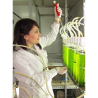 Carla Escapa Santos en el laboratorio de cultivo de microalgas.