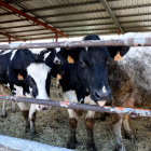 la provincia tiene un censo de 26.200 vacas en lactación