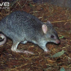 La ausencia de los bettong del norte implicaría una reducción de la diversidad de trufas y posiblemente un daño a la diversidad de los árboles y el ecosistema en general.