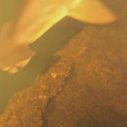 Científicos estadounidenses hallan tiburones, rayas y medusas en un cráter submarino en el Pacífico.