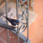 Pájaros en el balcón: ¿Cómo evitar que las palomas aniden en ventanas?