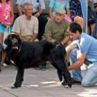 Uno de los mastines que participó en la exposición de Valencia de Juan