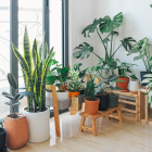 Plantas de interior ideales para decorar tu piso este otoño