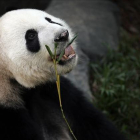 Un oso panda comiendo.