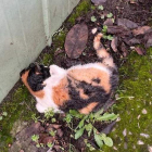 Un de los gatos de la colonia de La Placa que ha sido localizado muerto. PELUDINES SIN SUERTE