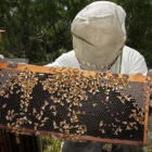 Un apicultor trabaja con sus colmenas de abejas.