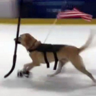 Un perro se convierte en una estrella del patinaje sobre hielo en Las Vegas.