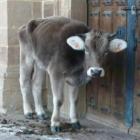 Una de las vacas muertas que apareció en el santuario de La Mata de Monteagudo