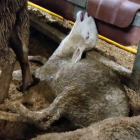 Polémica en Australia por la muerte de 2.400 ovejas en condiciones denigrantes.