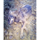 Imagen de uno de los lobos atropellados. DL