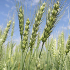 Cultivos de trigo, que aportan el 20% de calorías y proteínas en la alimentación. GABRIEL ROMANO