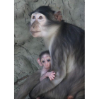 La cría de mono de la raza mangabey se abraza a su madre en el zoo de Barcelona. EFE