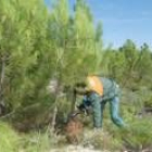 Tareas de reforestación desarrolladas en los montes situados en la falda del Teleno