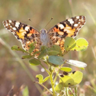 Un ejemplar de la mariposa cardera o 'Vanessa cardui' en Benín.
