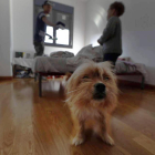 El joven dominicano Rudi con su hijo y su perro en el piso en el que viven de forma ilegal desde el mes de julio. RAMIRO