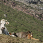 Varias vacas descansan en la montaña pirinaica.