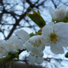 Primer plano de la flor del cerezo tomada ayer, incio de la floración de este año.