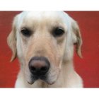 Dayko, un perro bombero de la unidad de Ibarra, murió tras rescatar a siete personas de los escombros.