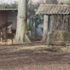 El Coto Escolar cuenta con numerosos animales de los que los niños disfrutarán.