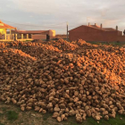 Un montón de remolacha en Santa María del Páramo, preparada para el transporte.