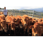 Javier López cuida de sus vacas y terneros en las proximidades de Lamagrande, en medio del valle de Balboa, en el Bierzo Oeste.